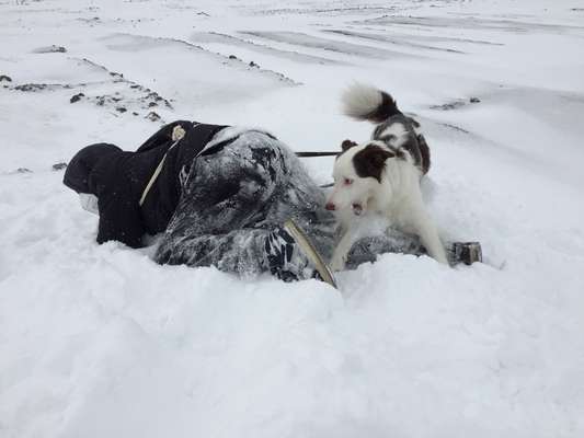 Lustigsten Grimassen von euren Hunden-Beitrag-Bild