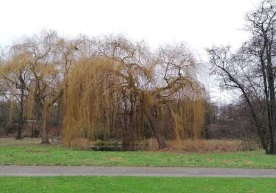 Hundeauslaufgebiet-Volkspark Schwelgern-Bild