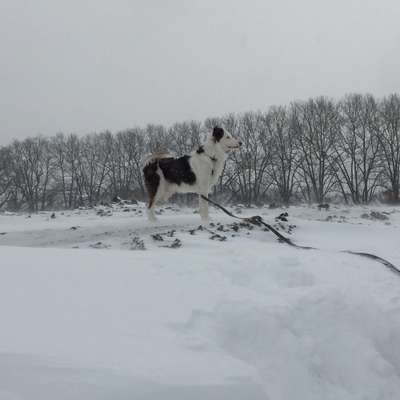 Foto's und Hundemodels-Beitrag-Bild