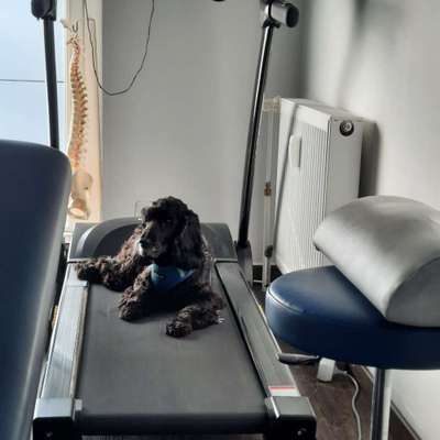 TierschutzhundeStammtisch🐕-Beitrag-Bild