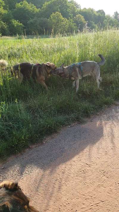 Hundetreffen-Gemeinsames Spazierengehen-Bild