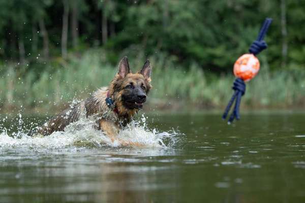 Dogorama-Monats-Challenge-Mai "Wasser"-Beitrag-Bild