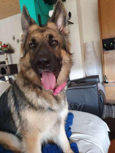 Schäferhund-Beitrag-Bild