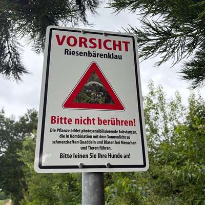 Giftköder-Riesenbärenklau-Bild