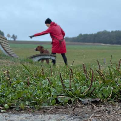 Hundetreffen-Junghundegruppe-Bild