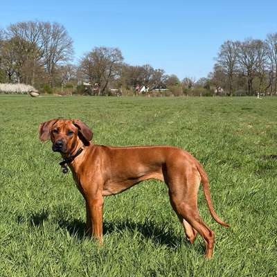 Hundetreffen-Hundefreunde gesucht zum Spaziergang und Spiel-Profilbild