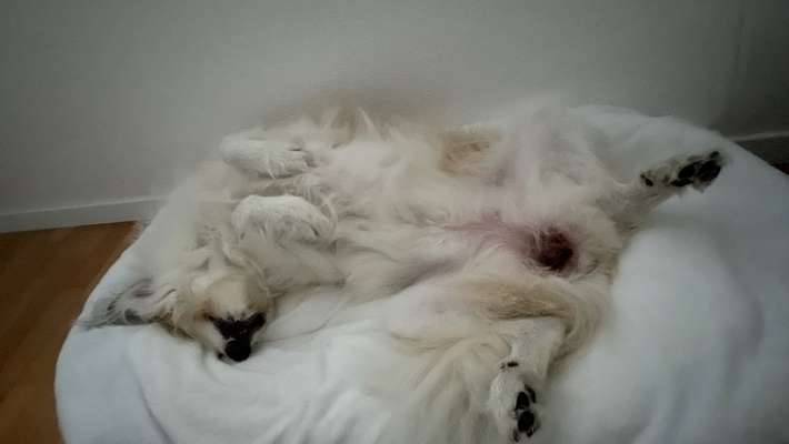 Die unbequemsten und lustigsten Schlafpositionen-Beitrag-Bild