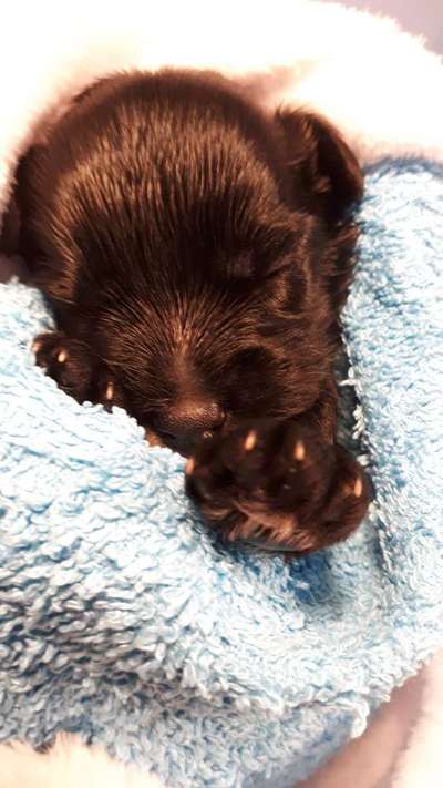 Welpen Bilder !-Beitrag-Bild