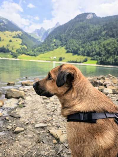 Hundetreffen-Suche souveräne Unterstützung für lernwilligen Junghund-Bild