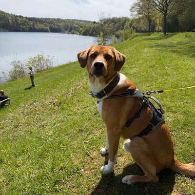 Hundetreffen-Gassi Runde / Spiele-Treff-Bild