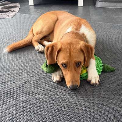 Hundetreffen-Gassi Runde / Spiele-Treff