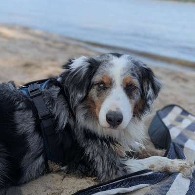 Hundetreffen-Gemeinsame Spaziergänge-Bild