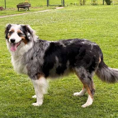 Hundetreffen-Gemeinsame Spaziergänge-Bild