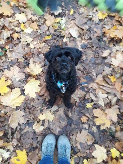 Zeigt her eure Pudel und Pudelmischlinge (:-Beitrag-Bild