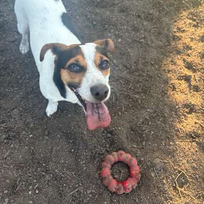 Hundetreffen-Hundebegegnungen üben-Bild