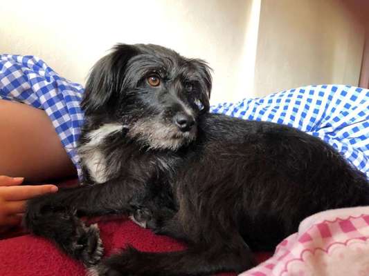 Tierschutzhund ist meine Lieblingsrasse-Beitrag-Bild