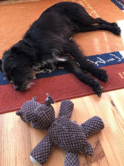 Tierschutzhund ist meine Lieblingsrasse-Beitrag-Bild