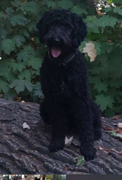 Black dogs are beautiful-Beitrag-Bild