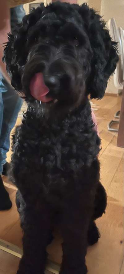 Black dogs are beautiful-Beitrag-Bild