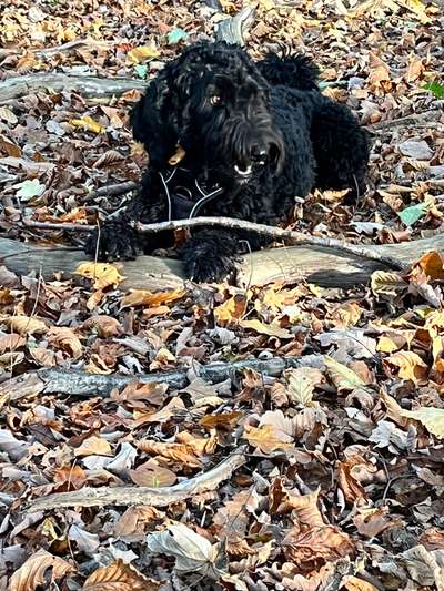 Black dogs are beautiful-Beitrag-Bild