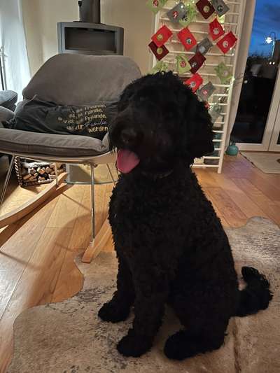 Black dogs are beautiful-Beitrag-Bild