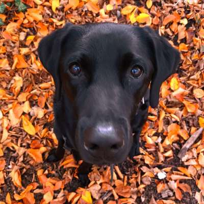 Hundetreffen-Spielen mit Kalle-Bild