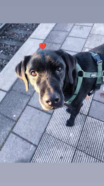 Hundetreffen-Spazieren gehen, Spielen Oder Training mit Kalle-Bild