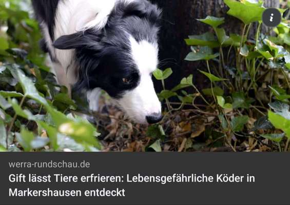 Giftköder-Giftköder-Bild