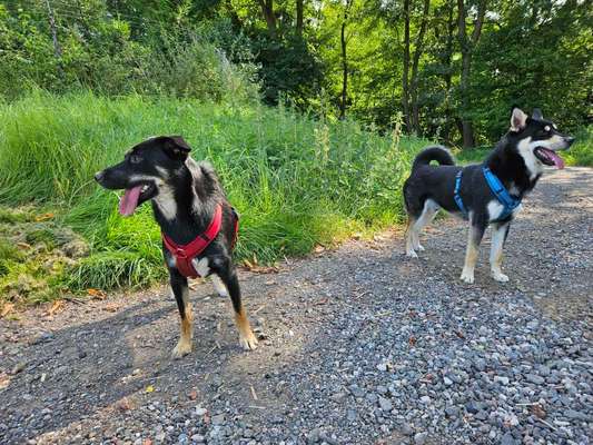 Mischlinge raten - Rätselspaß-Beitrag-Bild
