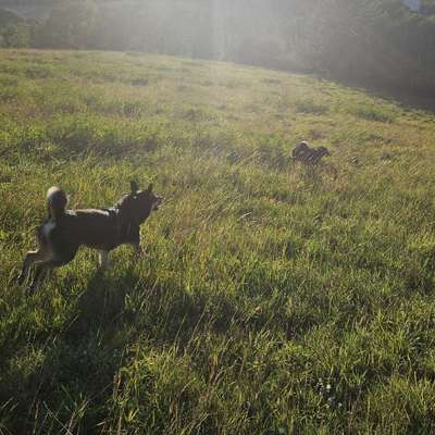 Hundetreffen-Hundetreff in ESW 🐾🐶🐕🐩🐺-Bild