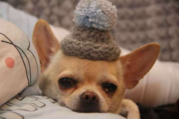 Challenge Nr. 8  Dein Hund im Weihnachtslook-Beitrag-Bild