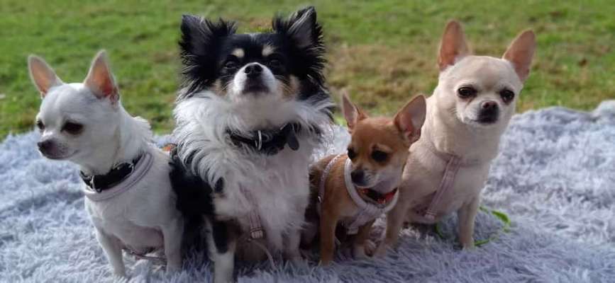 Hundetreffen-Welpen treffen/Gassi-Bild