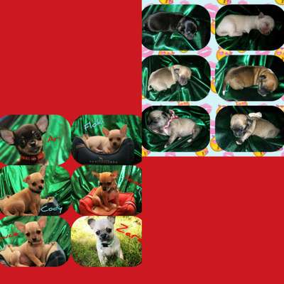 Welpen Bilder !-Beitrag-Bild