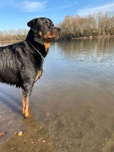 Dogorama-Monats-Challenge-Mai "Wasser"-Beitrag-Bild