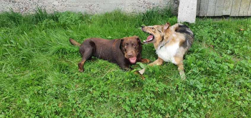 Zeigt eure verrücktesten Hundebilder-Beitrag-Bild