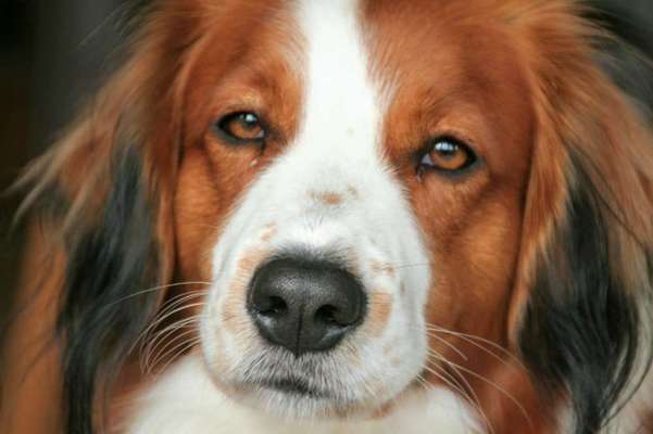 Fotochallange Nr. 57     PORTRÄT.   Beendet!!!!!!!!-Beitrag-Bild