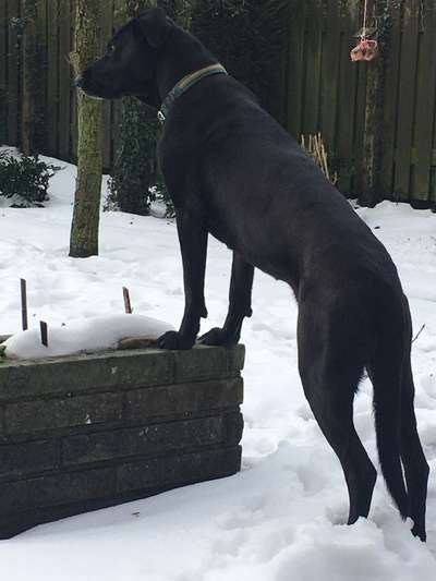 Ca de Bestiar/Perro de Pastor Mallorquin gesucht 💮💝💮-Beitrag-Bild