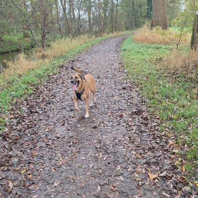 Hundetreffen-Spazieren gehen 🐕🐶-Bild