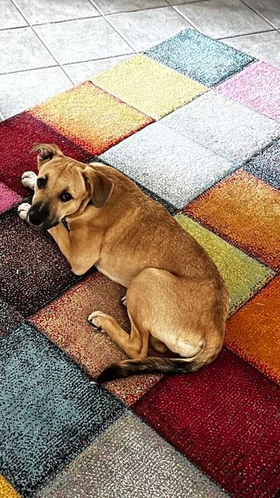 TierschutzhundeStammtisch🐕-Beitrag-Bild