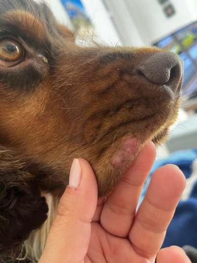 Zahnfehlstellung? / Verletzung Lefze-Beitrag-Bild