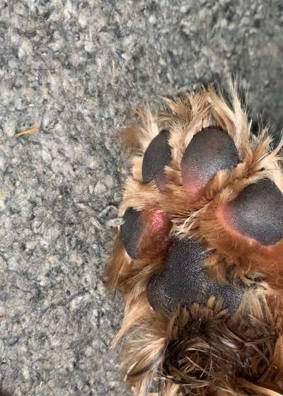 Pfotenballen rot-Beitrag-Bild