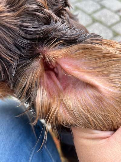 Rote Punkte / Pusteln / Quaddeln im Ohr-Beitrag-Bild