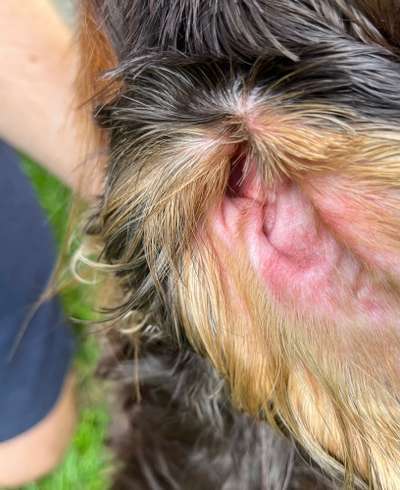 Rote Punkte / Pusteln / Quaddeln im Ohr-Beitrag-Bild