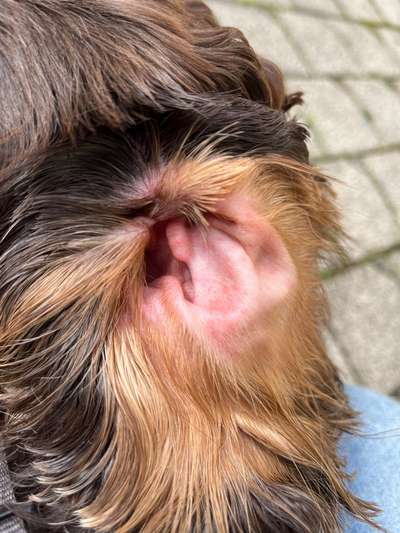 Rote Punkte / Pusteln / Quaddeln im Ohr-Beitrag-Bild