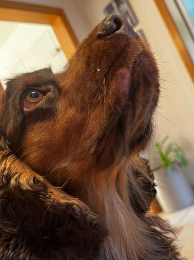 Zahnfehlstellung? / Verletzung Lefze-Beitrag-Bild