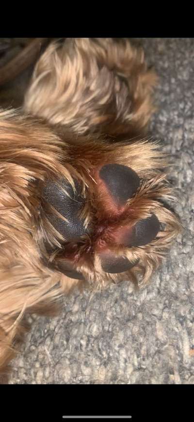 Pfotenballen rot-Beitrag-Bild