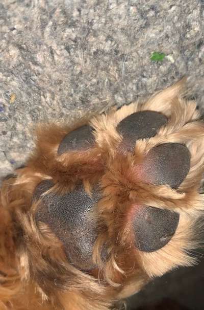 Pfotenballen rot-Beitrag-Bild