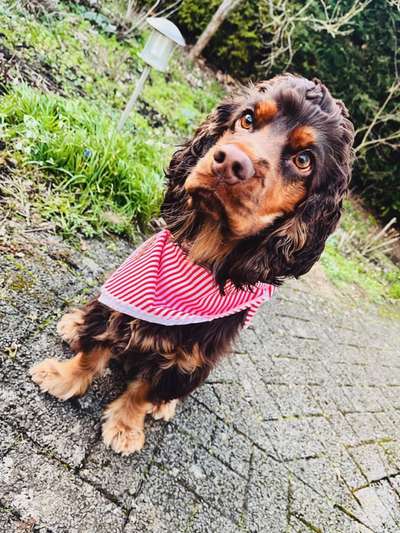 Cocker Spaniel-Beitrag-Bild