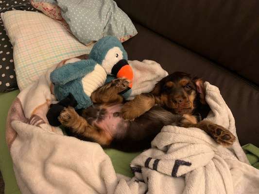 Dogorama Photo Challenge - Zeigt her eure Bäuche-Beitrag-Bild