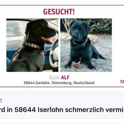 Suchmeldung-Alf-Bild